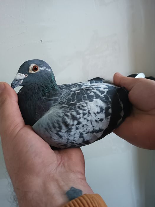 Vând porumbei cu pedigree