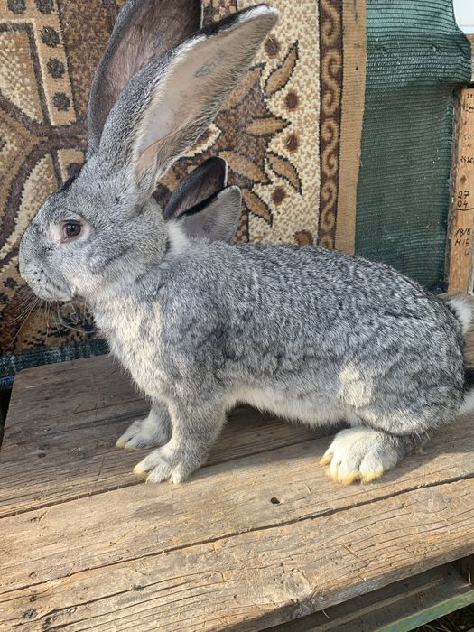 Urias german chinchila