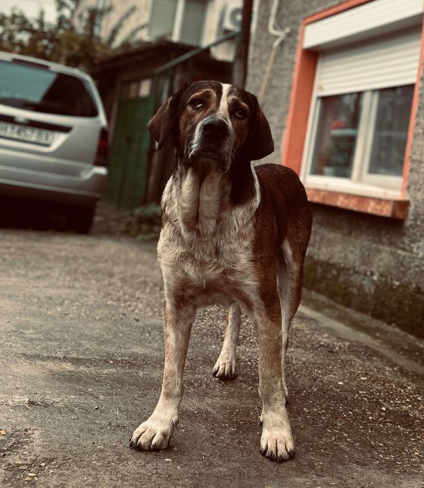 Бездомно кученце си търси дом