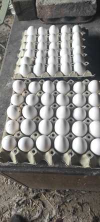Яйца  легхорн оплодени хисаря
