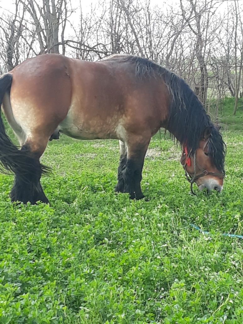 Vând Armăsar Ardenez adus din FRANȚA.