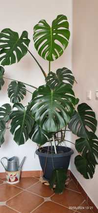 Floare Monstera Deliciosa