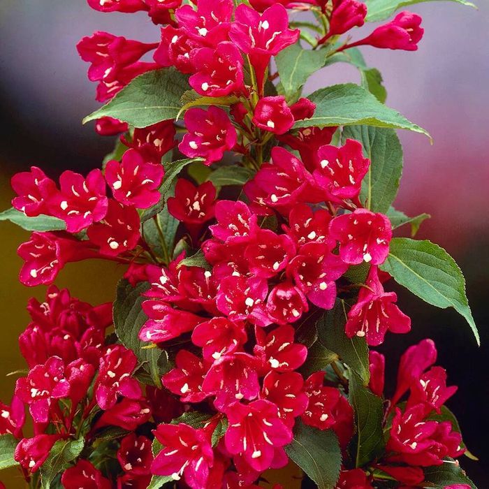 Weigela  all summer monet tip pomisor