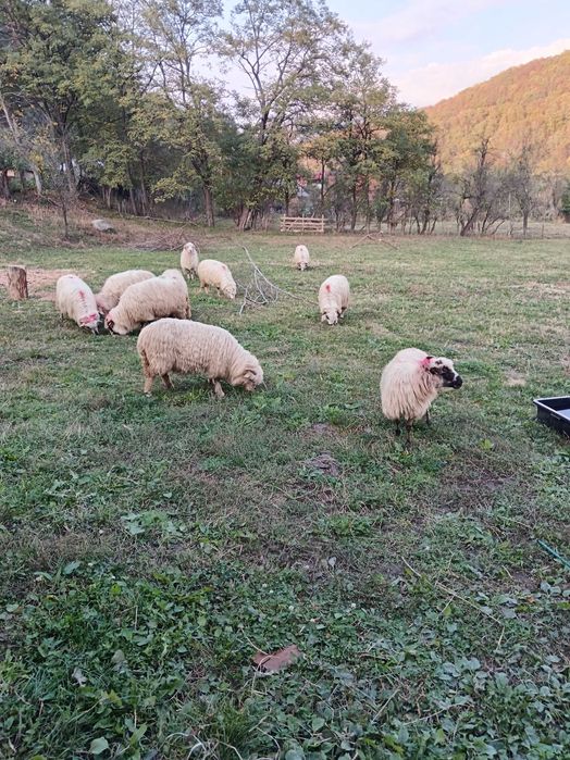 Vând 10 oi reformă