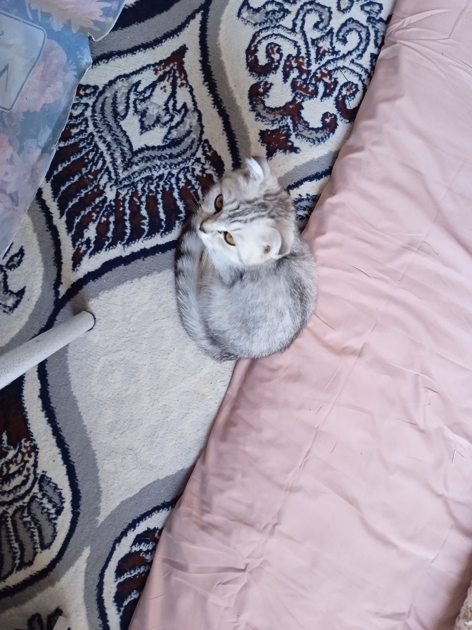 Британский Скотиш Фолд