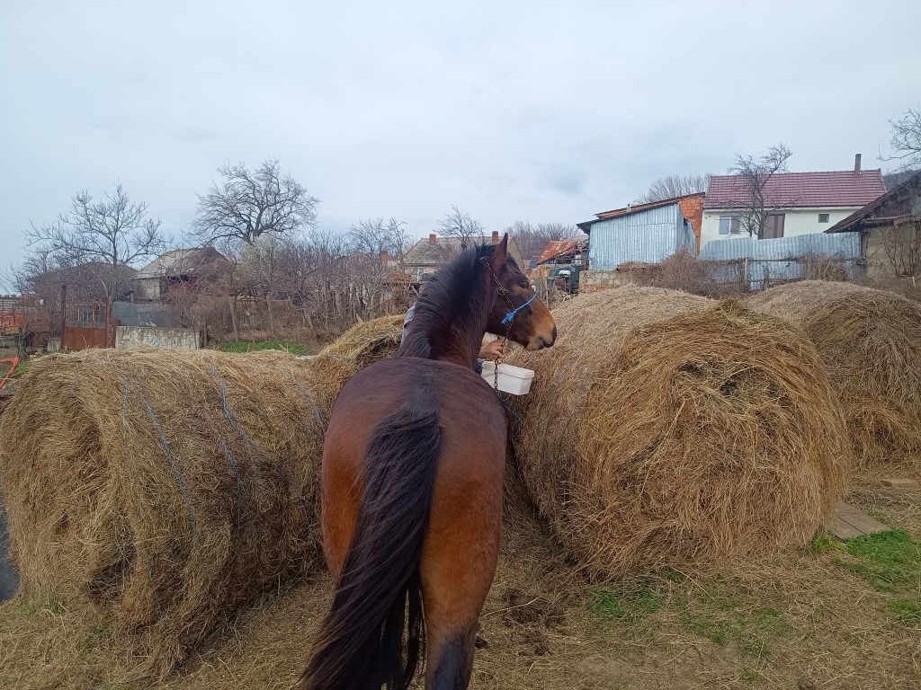 Vând armăsar tânăr, cuminte