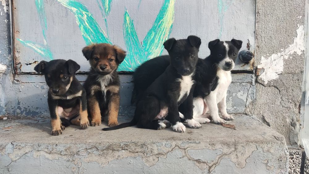 5 Сладури Търсят Дом!