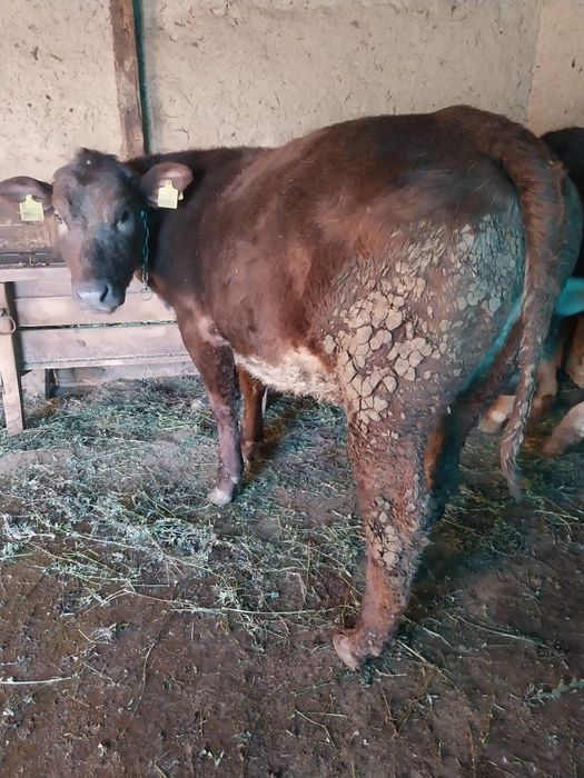 Vițică de vânzare