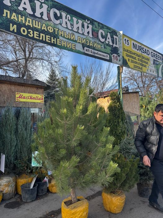 Ель голубаиа ель новогодняя ёлка Туи можывельник Саженцы Береза Сосна