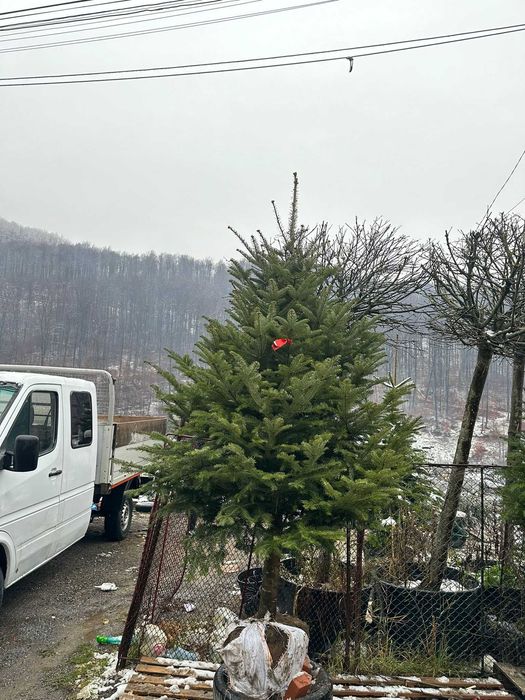 Împodobim grădinile cu brazi de poveste – Tu alegi, noi plantăm!