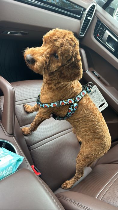 Отдам  в хоршие руки, той пудель 10 месцев