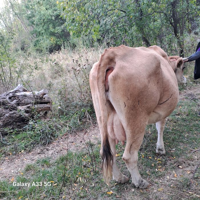 Vând  vaca cu vârsta de 3 ani, primul vicel.