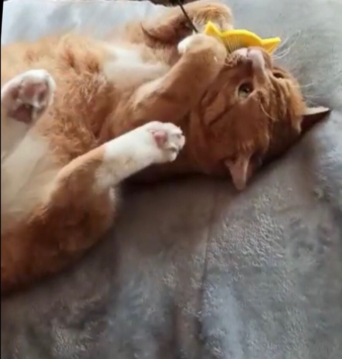 Котик - Санни