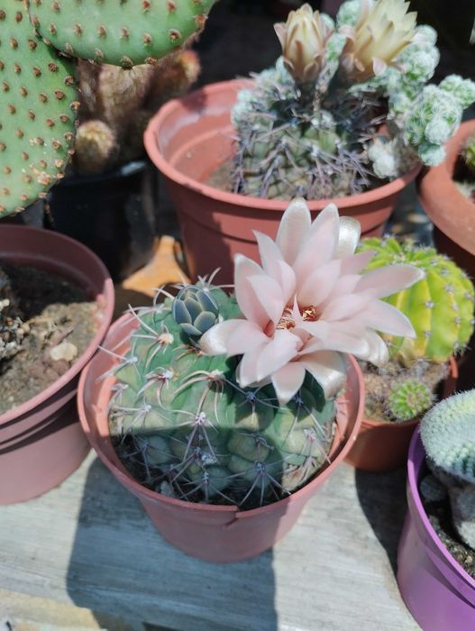Vand  colectie formata din aprox.80 de cactusi.
