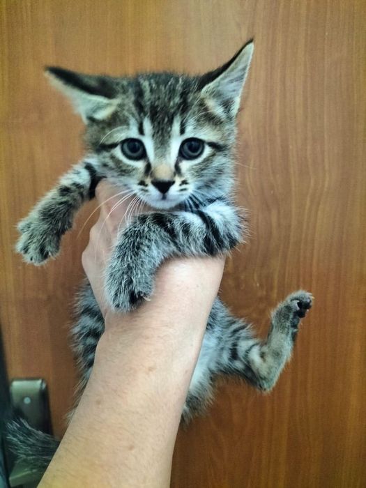 Котенок бесплатно