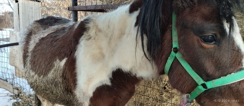 Продаётся лошадь на согым 600,000