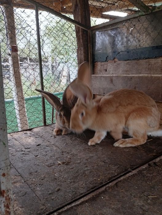 Vând iepuri Uriaș German o pereche( mascul și femelă)