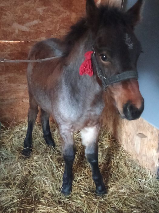 Vând un mânz de 4 luni jumate mai multe detalii in privat sau la telef