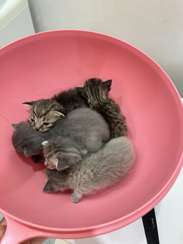 породистые котята