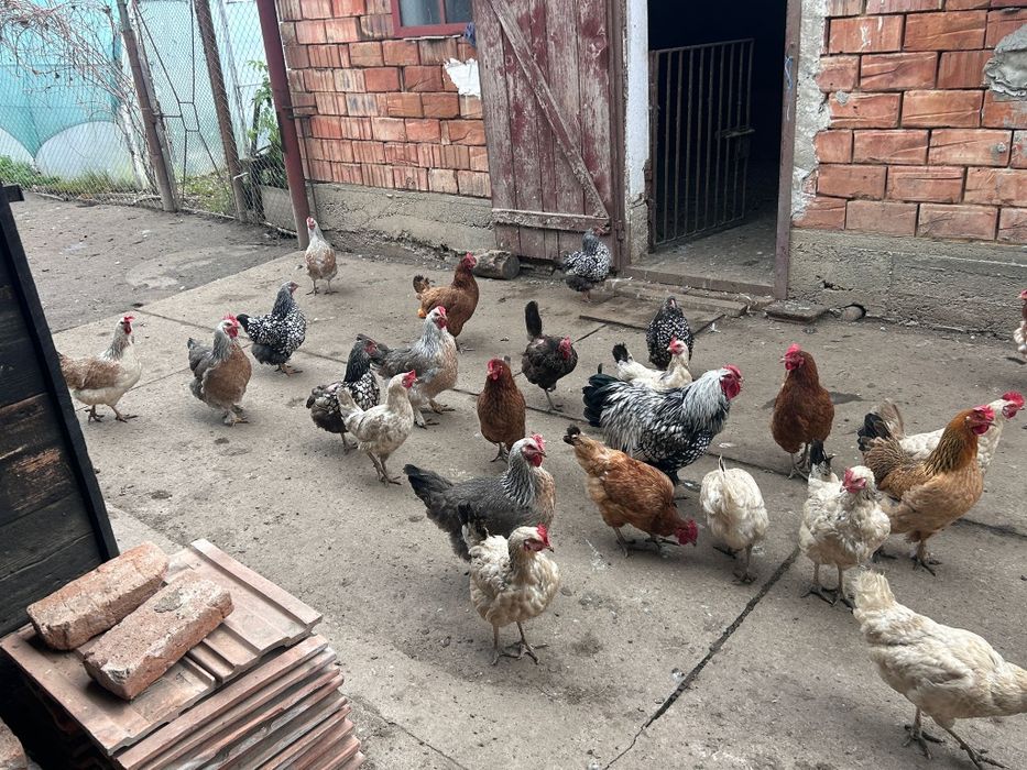 Vând  rațe și găini