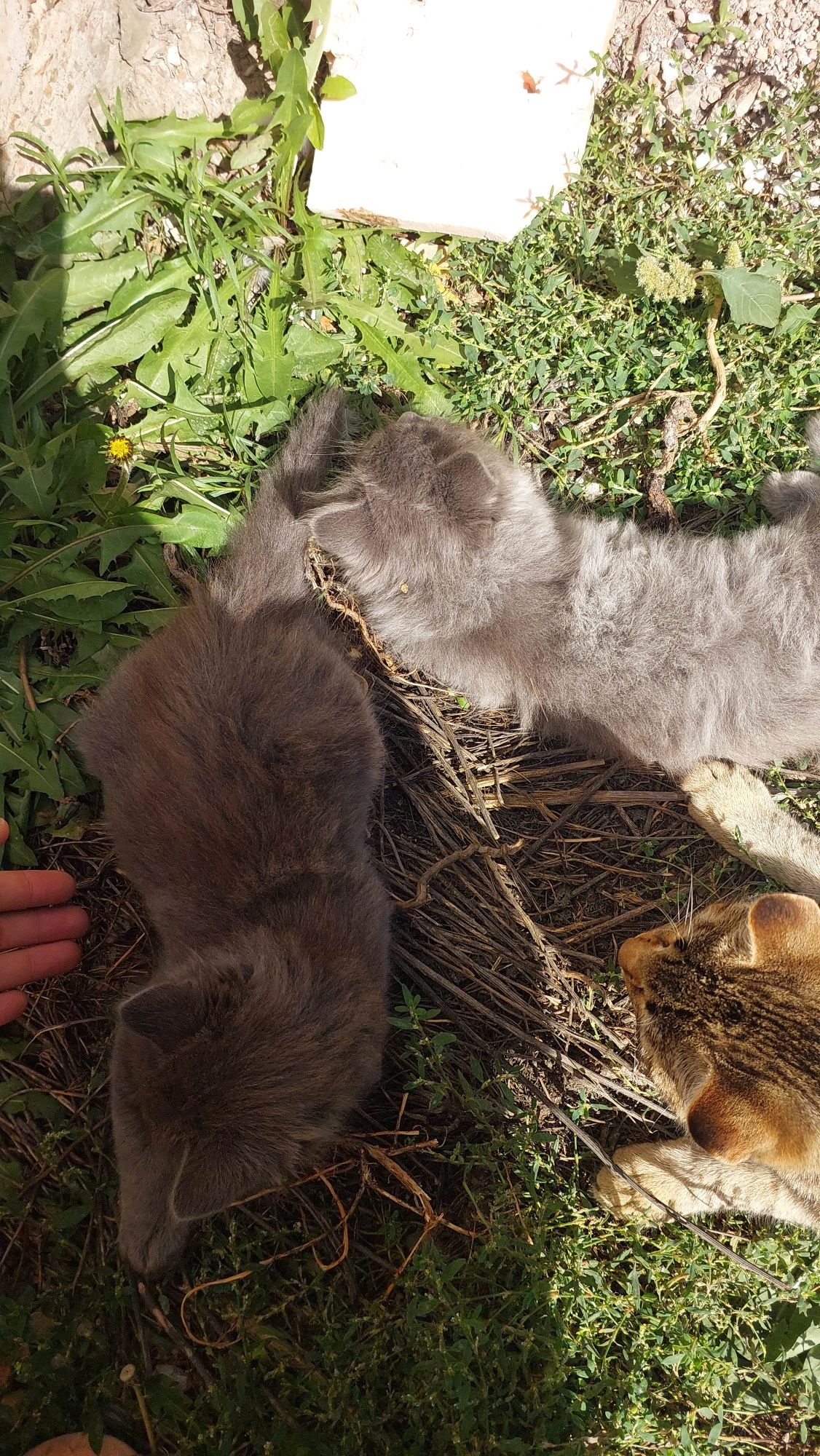 Котята бесплатно
