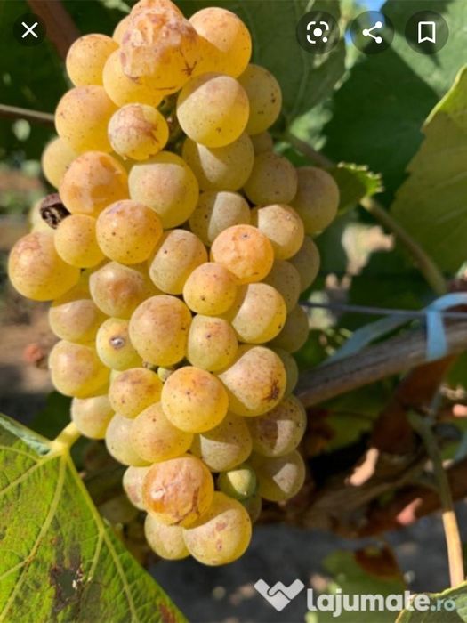 Vand struguri de vin producție 2025