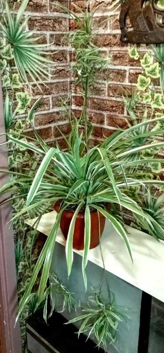 Продам. Хлорофитум пестролистный. Большой.