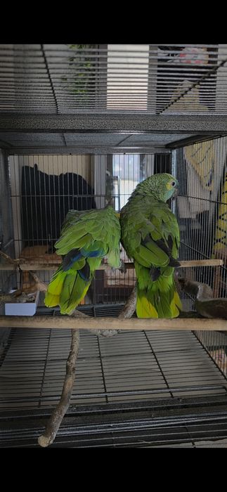 Pereche Papagali Amazon cu frunte albastra