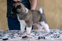 Femelă Akita American