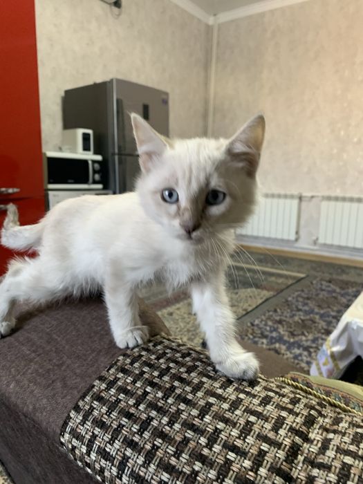 Продается котенок мальчик