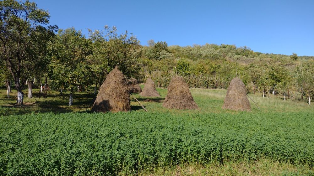 Vând fân de grădină