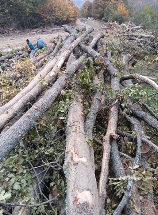 Lemne de foc la 320 lei metru eseță tare cu transport gratuit