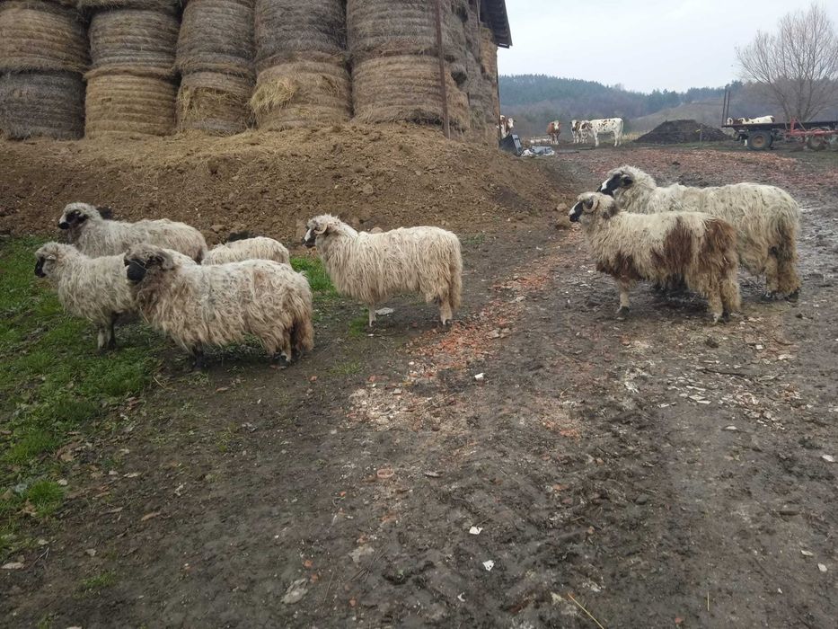 Vand 6 oi si un berbec