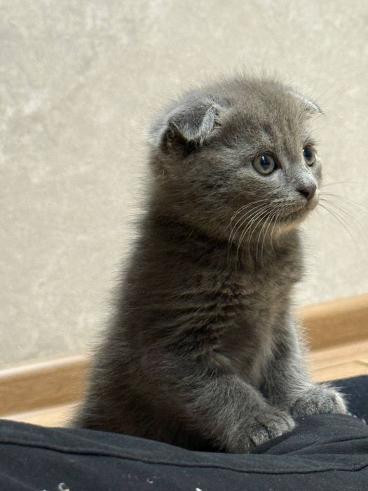 Котенок Скотиш фолд