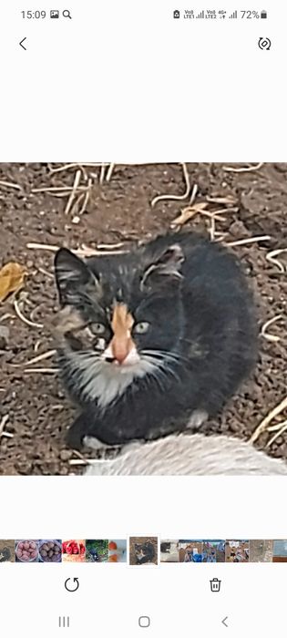 Котенок трехцветка около 2 мес.