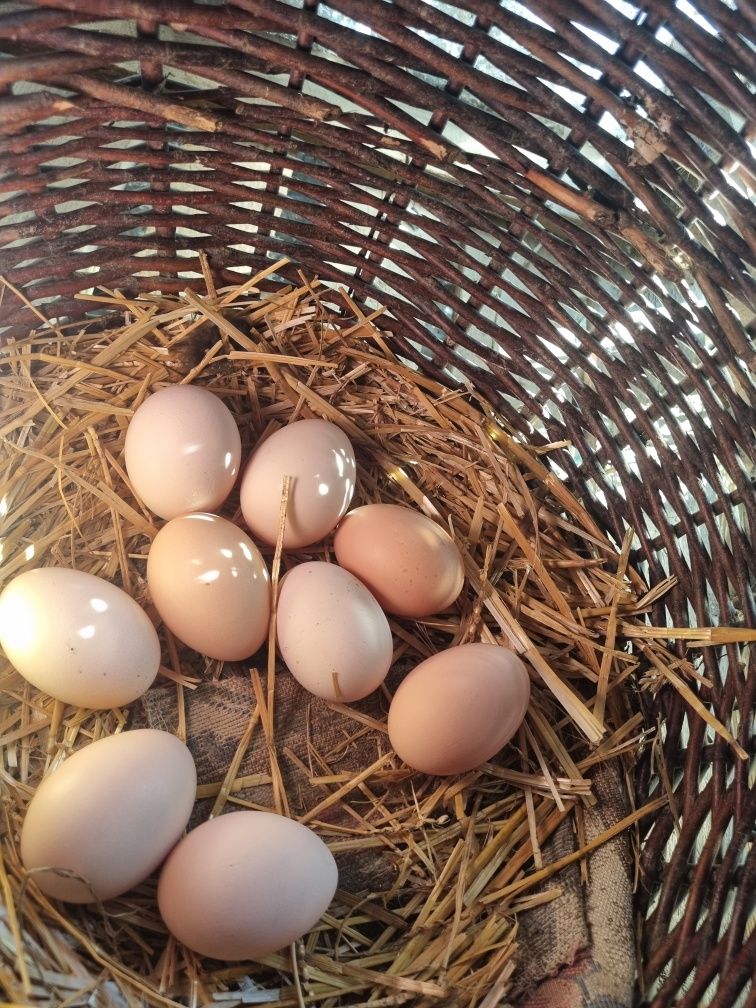 Găini AustraLorp Nr 1 La producția de Ouă zilnic, 120 Lei bucata Satu