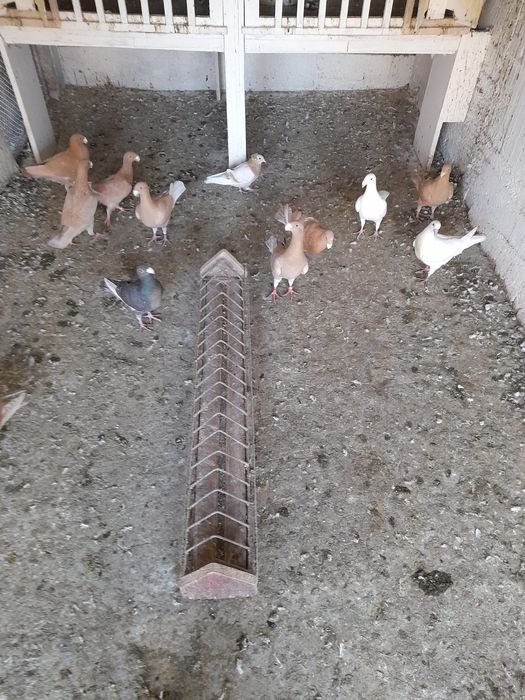 Vînd porumbei voiajori germani de ftumusețe