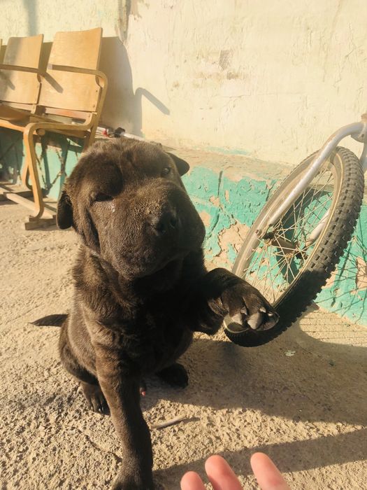 Прадается шарпей