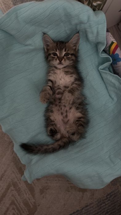 Продадим котенка -девочку , британка родилась в середине сентября