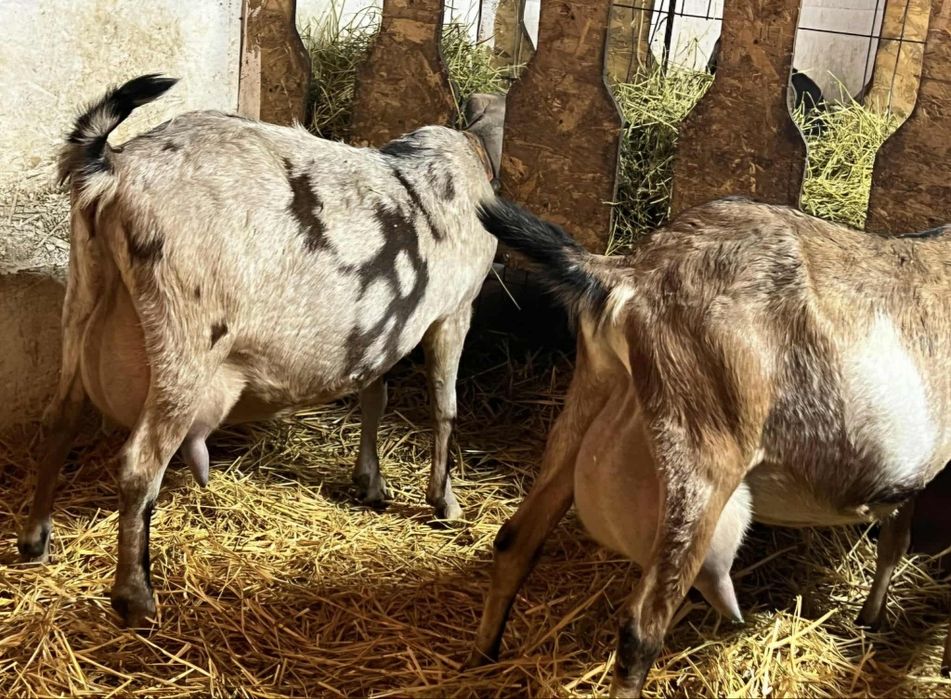 Vând Tap Anglonubiana cu o genetica EXCEPTIONALA