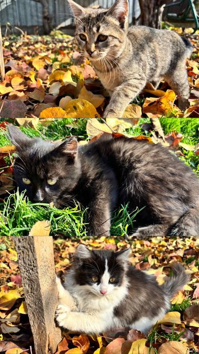 Отдам котят в хорошие руки