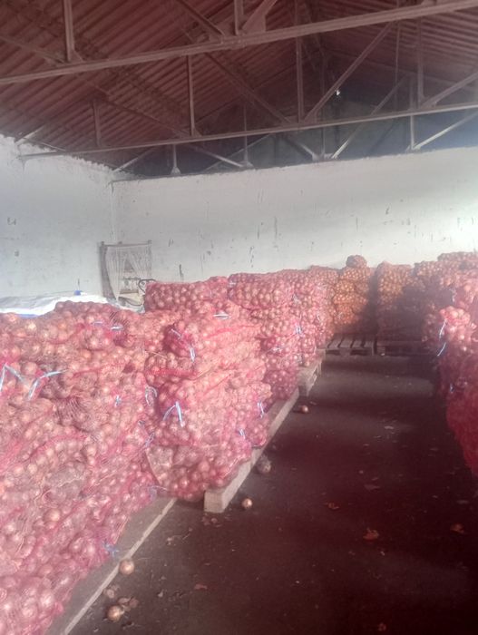 ceapa 0.70 bani kg.  unirea de Braila