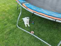 Bichon Maltez 4 luni