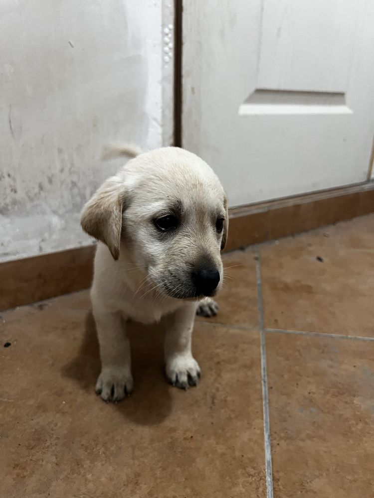 Donez Piu de Labrador