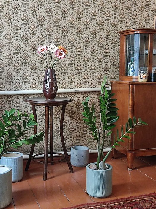 Замиокулькасы продаются