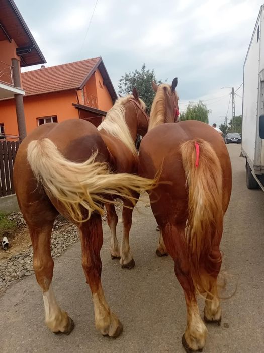 Cal castrat garantat de ham de vânzare