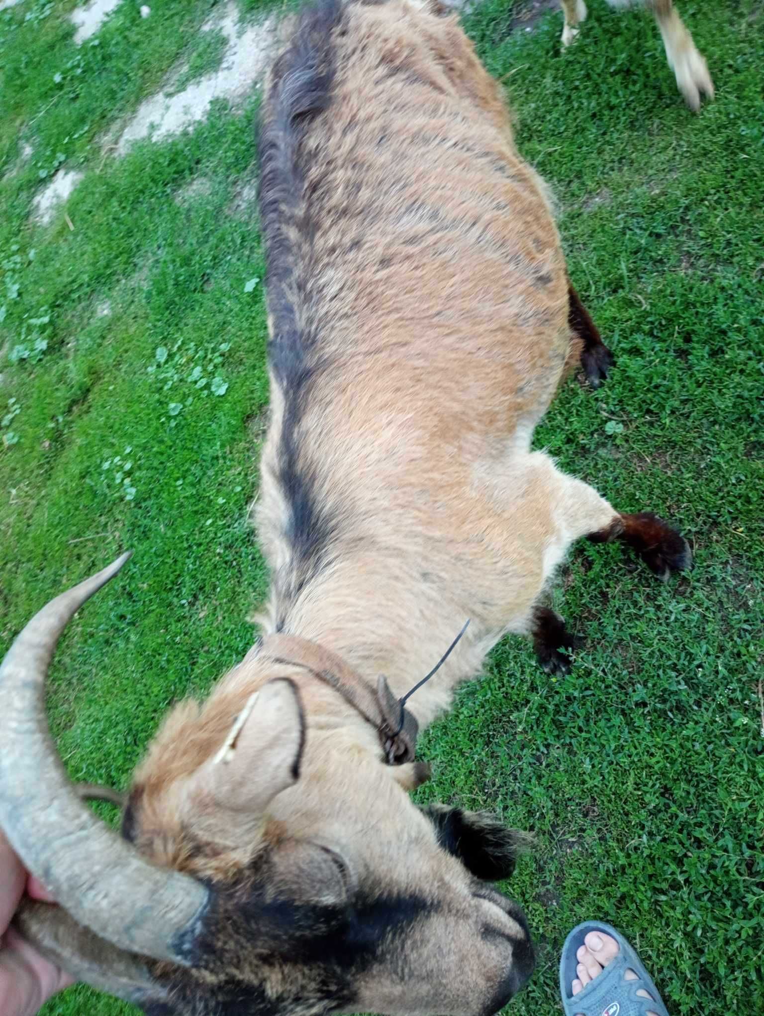 Capră alpină francez