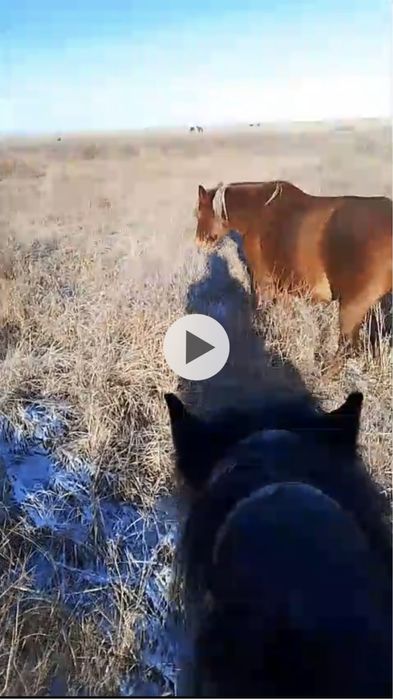 Продам 5 летнюю жерёбую кобылу