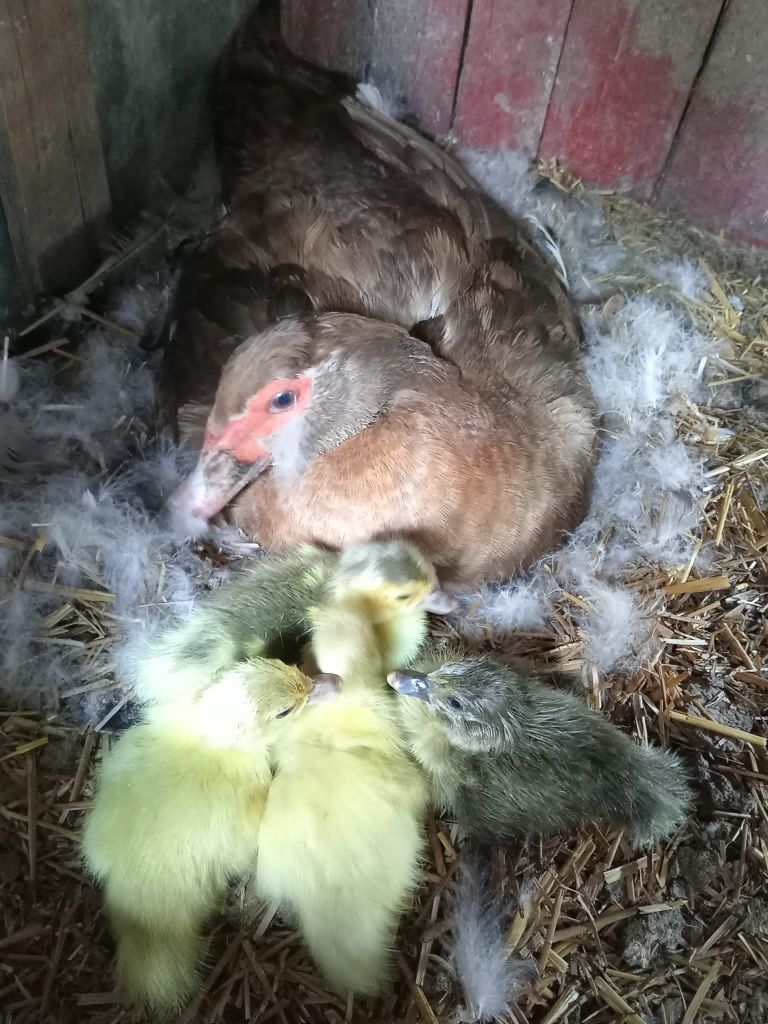 Boboci rață leșească +mama