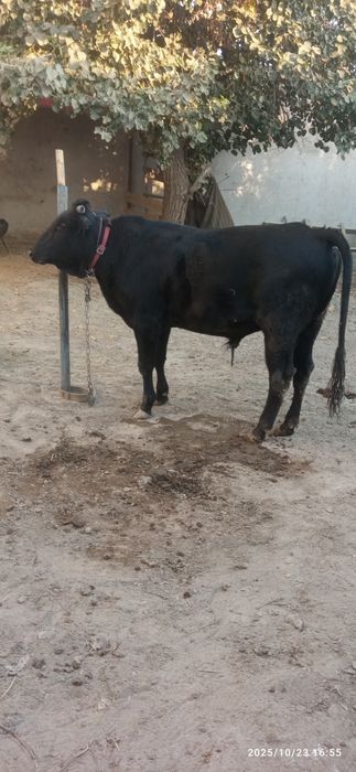 Йош катта бука сотилади